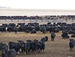 Black steers in feedlot pens.