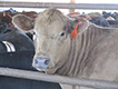 White steer in feedlot pen.