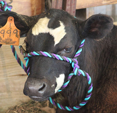 Calf in rope halter for fair show.