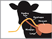 Feeding tube graphic.