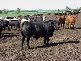 Black steer in foreground with other steers in background in a feedlot.