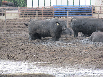 Cattle in deep mud in feedlot.