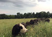 Cattle along fenceline in pasture.