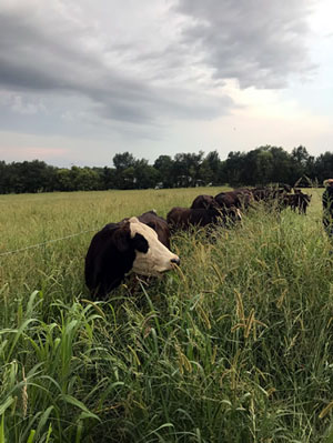 Cattle along fenceline in pasture.