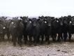 Group of black heifers.