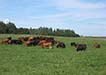 Cattle grazing in field.