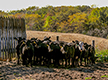 Group of feeder cattle next to fence.