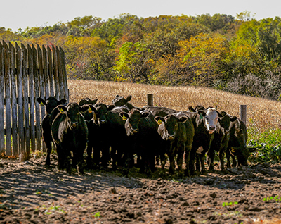 Group of feeder cattle next to fence.