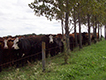 Cattle behind fence.