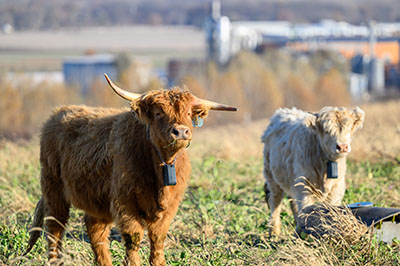 Highland cattle wearing collars for virtual fence system.