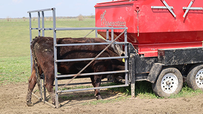 Beef heifer eating from SmartFeeder.