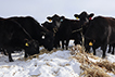 Cattle Grazing In Snow.