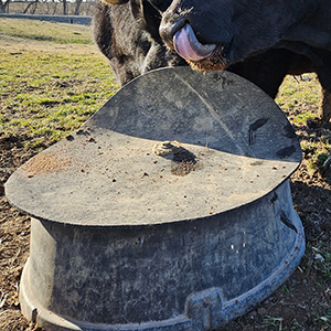 Cow at mineral feeder in pasture.