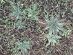Musk thistle in field.