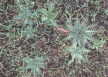 Musk thistles in field.
