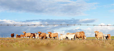 Cattle grazing in fenced-in pasture.