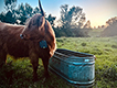 Steer with NoFence collar standing by a water tank.
