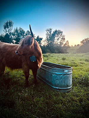 Steer with NoFence collar standing by a water tank.