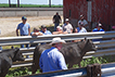 Cattle handling workshop in outdoor pens.