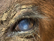 Example of pinkeye in a calf.