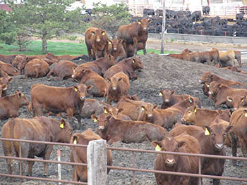 Red Angus cattle in feedlot.