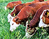 Red whiteface cattle grazing in pasture.