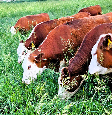 Red whiteface cattle grazing in pasture.
