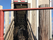 Black calves being loaded on livestock truck.