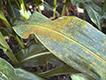 Southern rust on corn leaf.