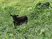 Three calves in pasture interseeded with sudangrass.