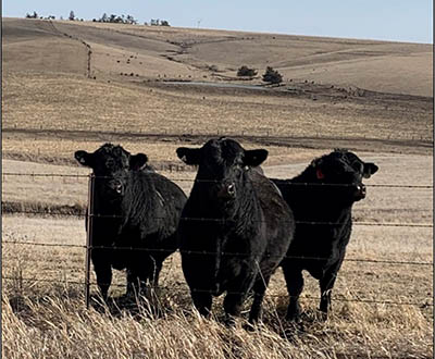 Three bulls in a field.