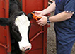 Veterinarian eartagging a calf.