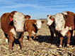 Hereford calves in cornstalk field.