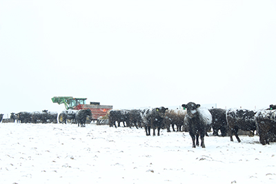 Feeding cattle in snow-covered field.
