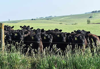 Armstrong Research Farm Heifers In Pasture.