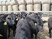 Beef on dairy calves with round bales in background.