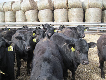 Beef on dairy calves with round bales in background.