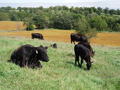 Cows and calves on a hill.