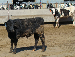 Dairy-beef cross calves in feedlot.