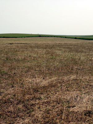 Pasture in drought conditions.