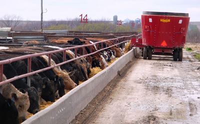 photo: Feedwagon delivering feed to a pen of cattle
