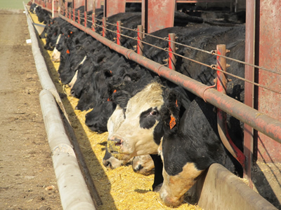 photo: Steers at feed bunk