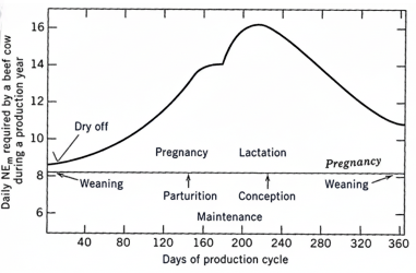 Figure 1. Representation of net energy requirements for a typical beef cow during a production year 