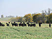 Cattle grazing pasture with trees.