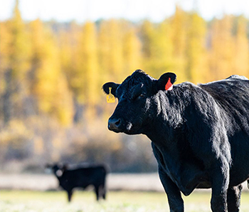 Closeup of black cow in pasture.