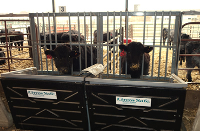 Steers on a research trial at ISU Beef Nutrition Farm
