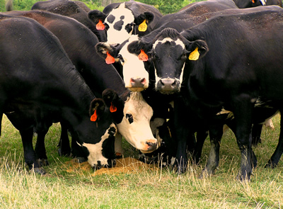 photo: Cows consume a feed supplement on pasture.
