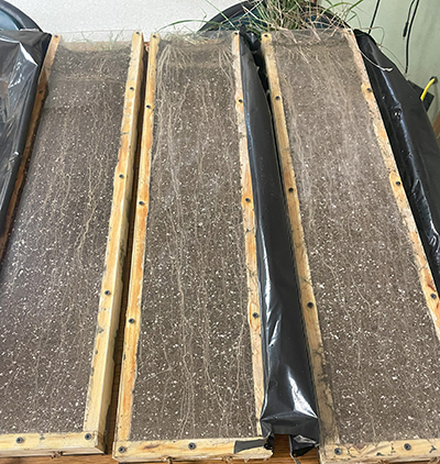 Root growth measurement from forage resilience work.