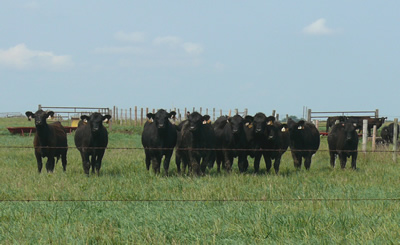 photo: Stocker heifers out on pasture for the summer
