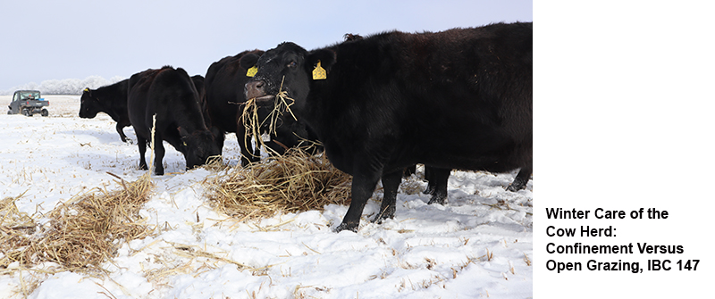 Winter care of the cow herd.